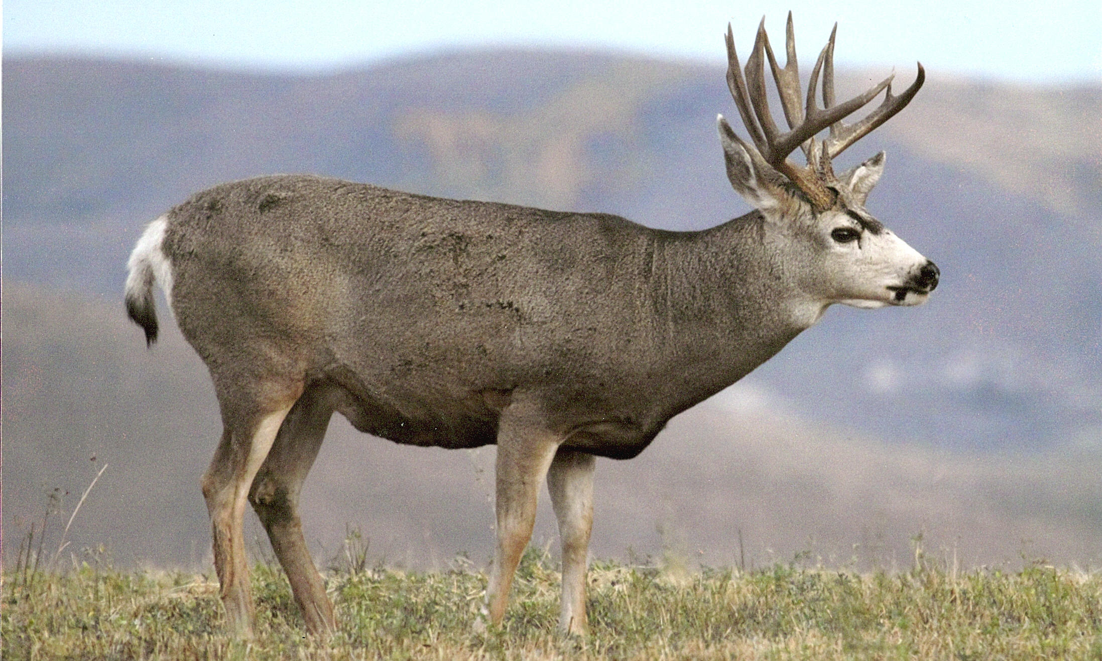 mule deer buck March 2011